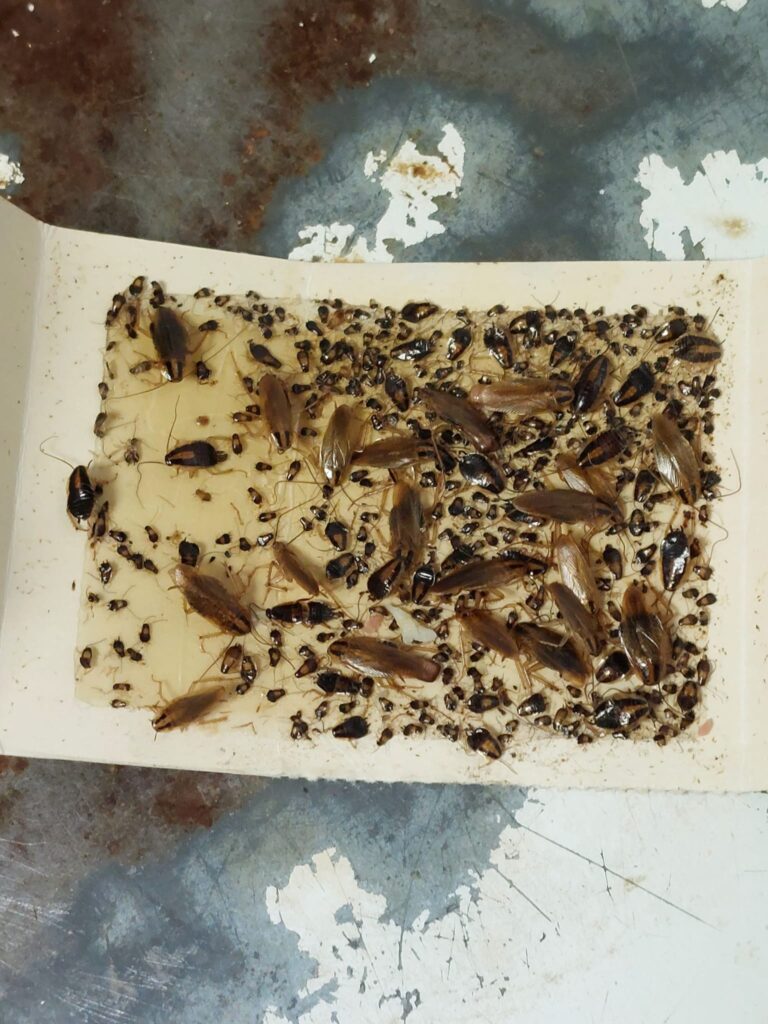 exterminio-garantizado-cucaracha-cocina-rincon-victoria