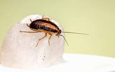 cucaracha de cocina